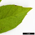 SpeciesSub: subsp. fargesii var. brevifolia
